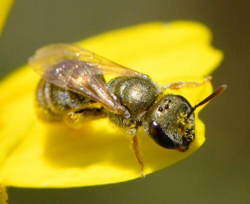 Réf. 282 888 : Seladonia sp.